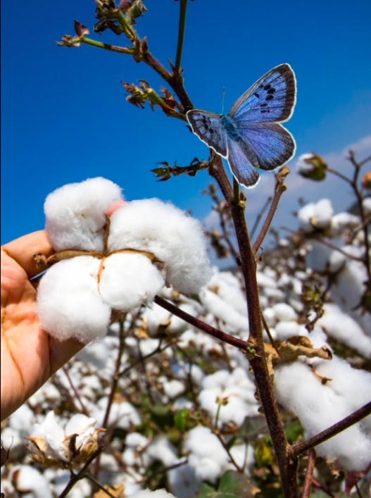 Positive Luxury Unveils “Nature’s Capital” Report on International Biodiversity Day, Making the Business Case for Nature
